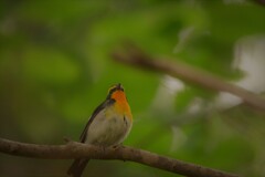 黄の殿様