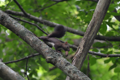 樹上のカポネ