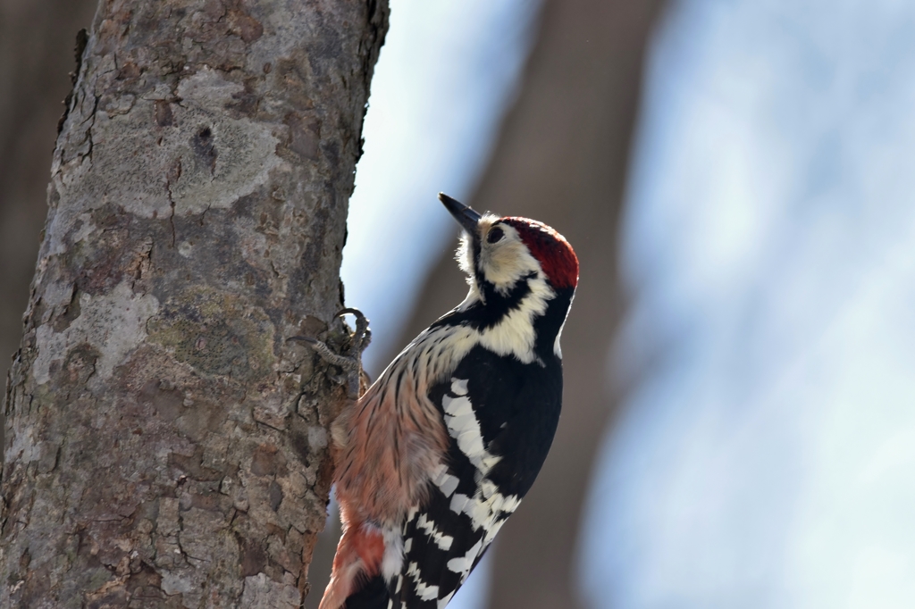 赤いベレーの男