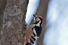 赤いベレーの男