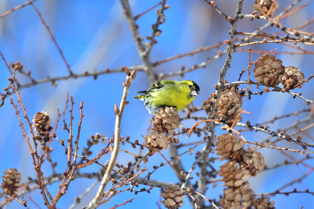 青空と黄の鳥と