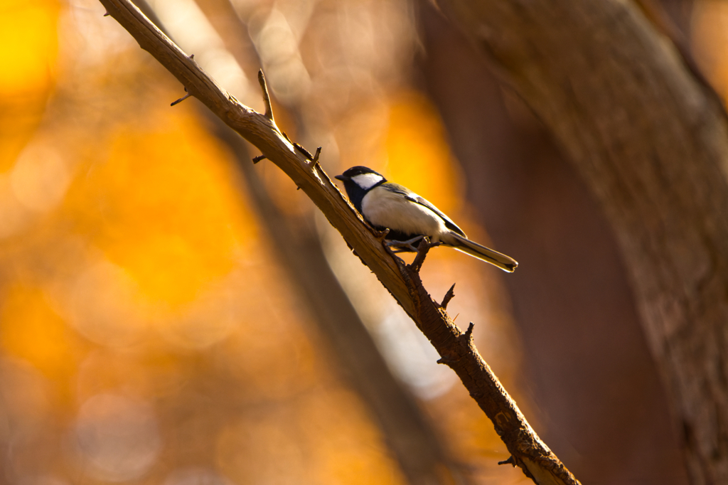 ラストオータム
