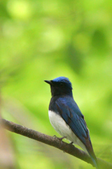 私の青い鳥