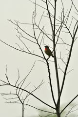 sing bird