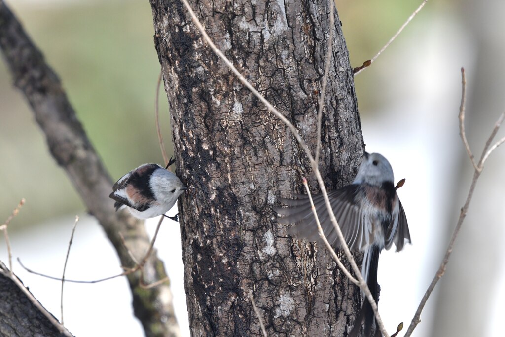 喫茶エンジェル