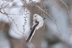 あの日のブサカワ