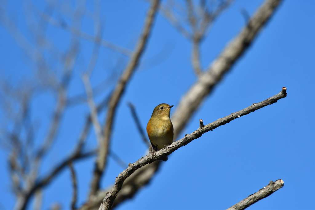 マドモアゼル