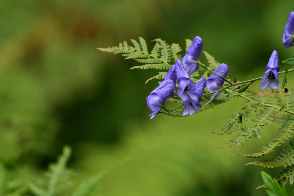 綺麗な花には毒がある