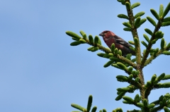 red soldier