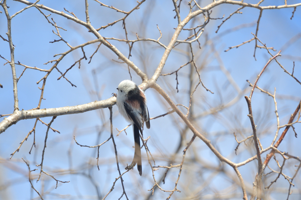 いとしのエンジェル