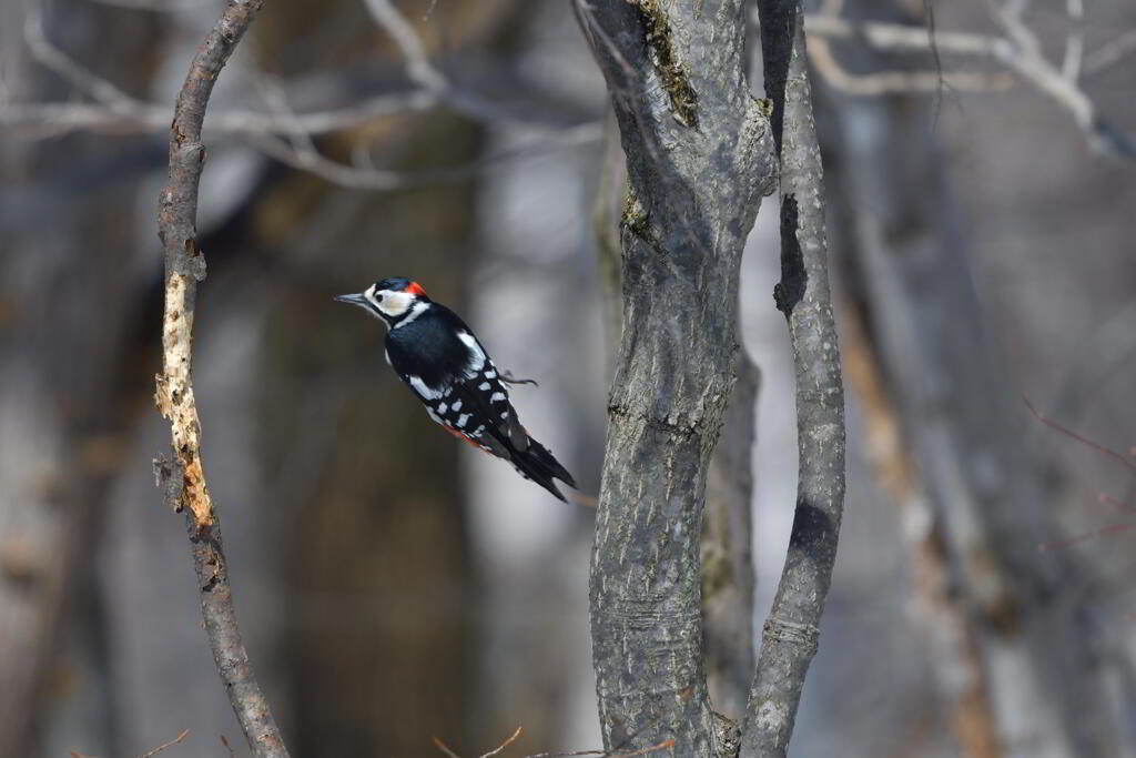 リターンマッチ