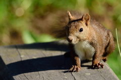 ご注文はお決まりですか？