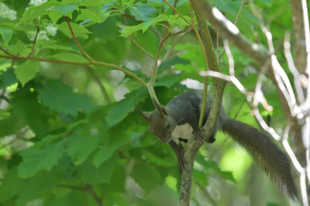 ひるむ栗鼠