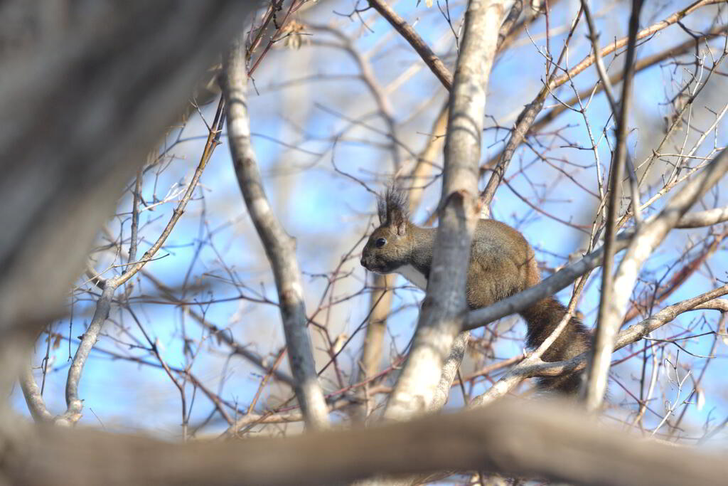 借りてきた栗鼠