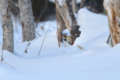 雪ケ原合戦