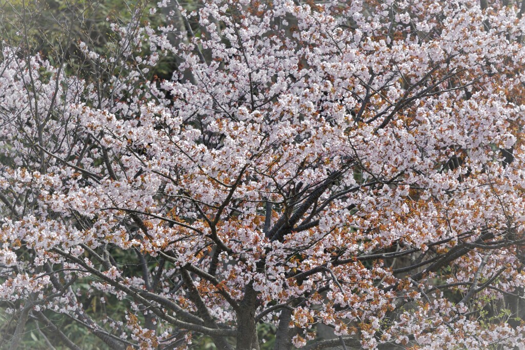 桜咲く頃