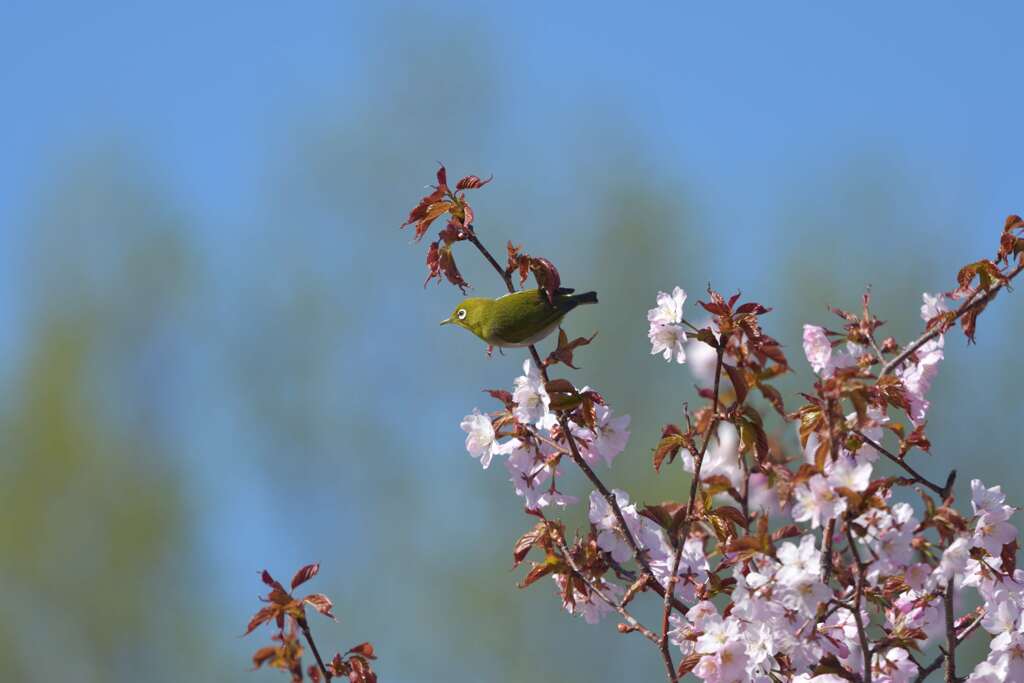 桜花を謳歌