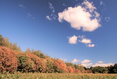 秋の空
