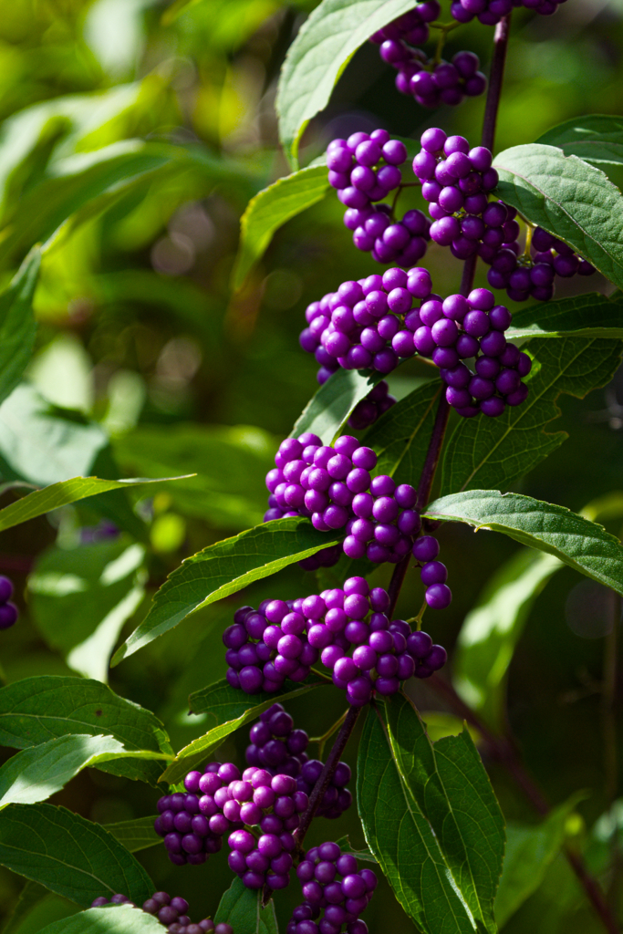 purple pearls