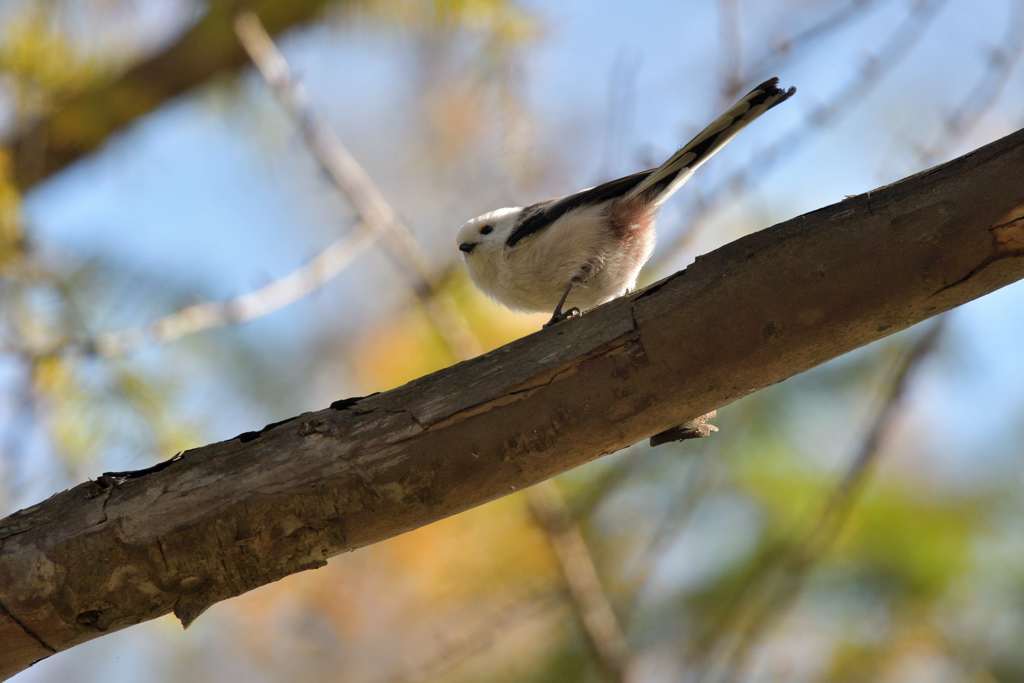 キューティハニー