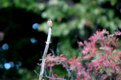 一人ぼっちの秋