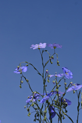 青い空と青い花
