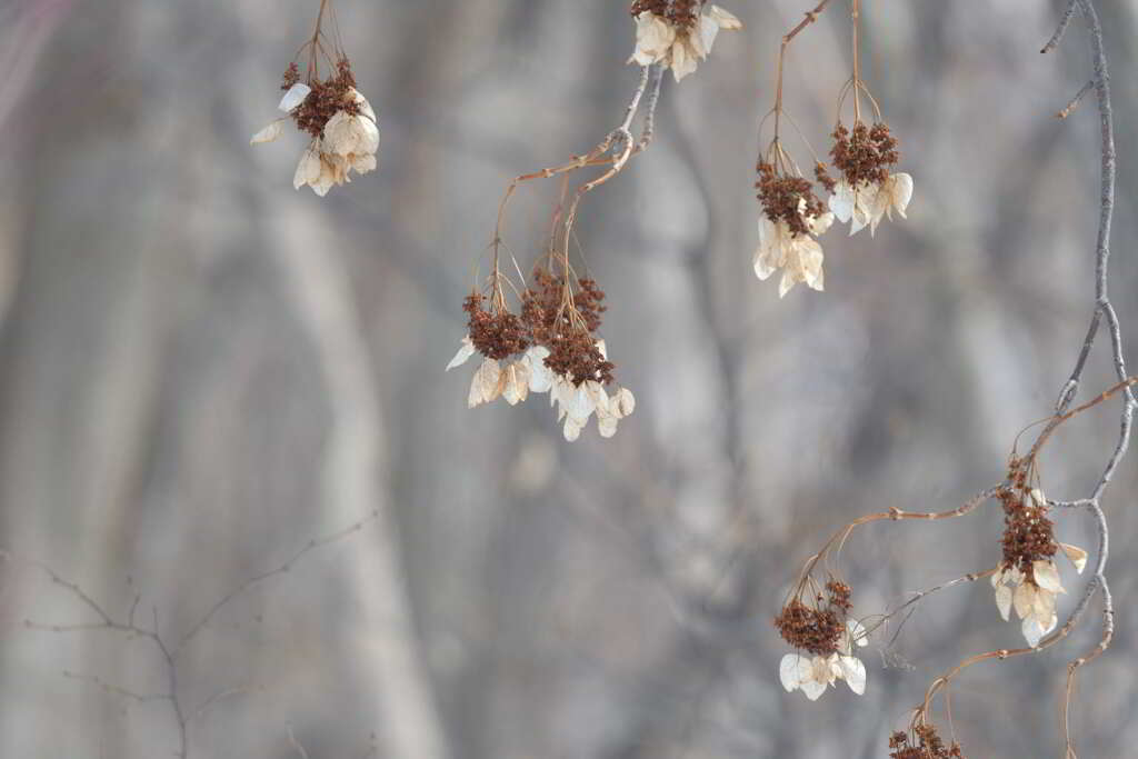 ドライフラワー