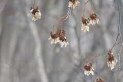 ドライフラワー