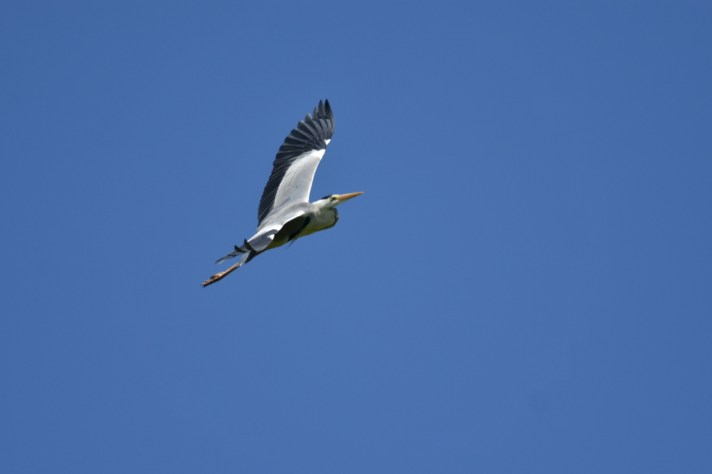 blue sky