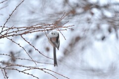 キューティベイビー