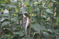 背伸びのお年頃