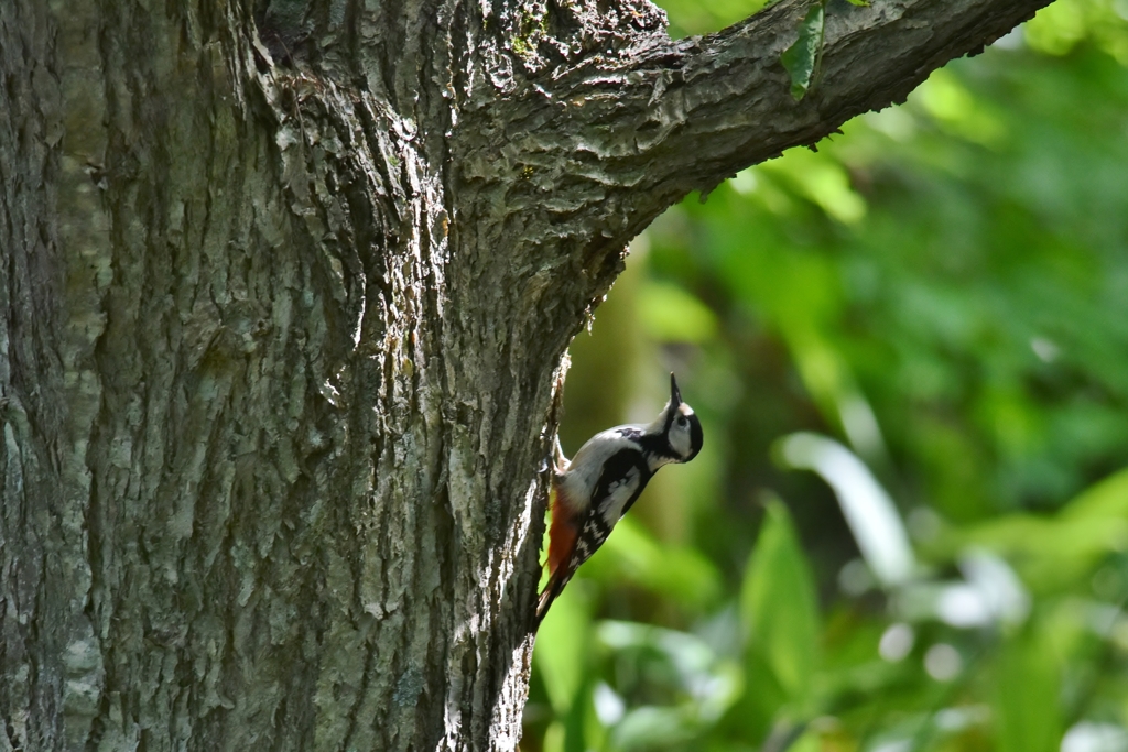 寄らば大樹の陰