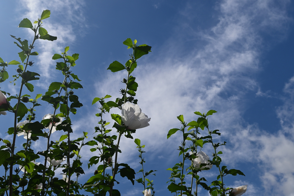 爽やか９月
