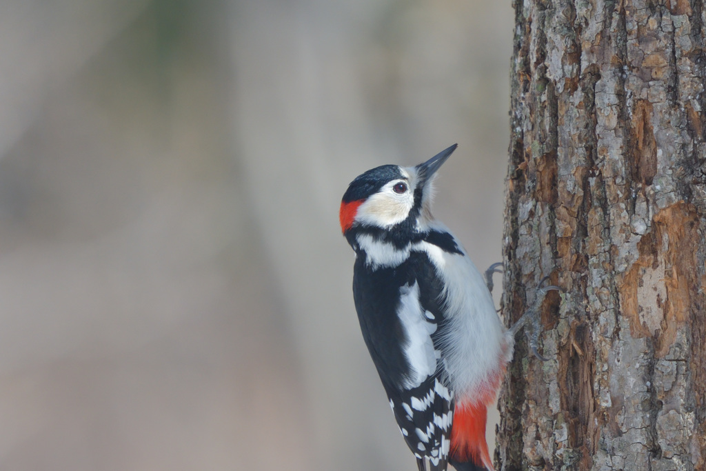 レディーキラー