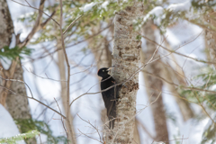 あの日のクマさん