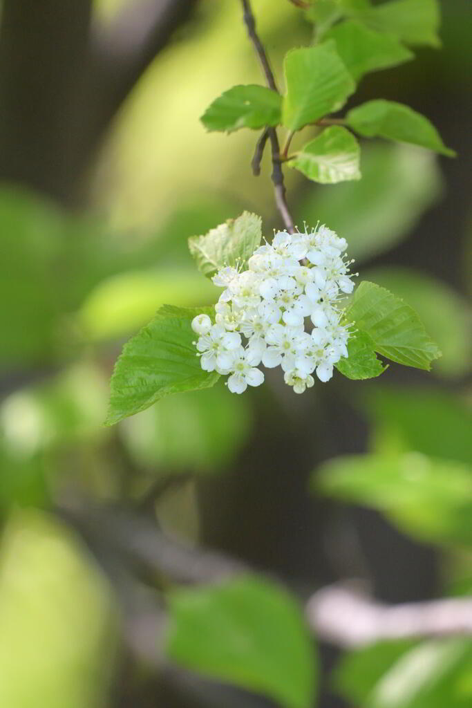 花かんざし