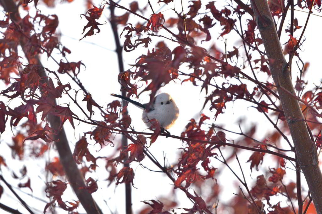 クリスマスリース