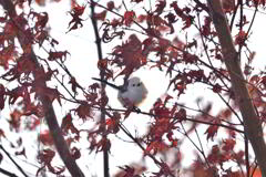 クリスマスリース