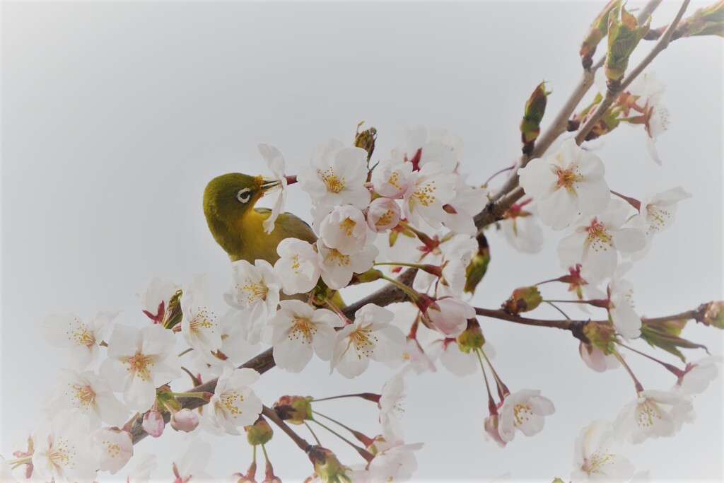 スイーツ桜