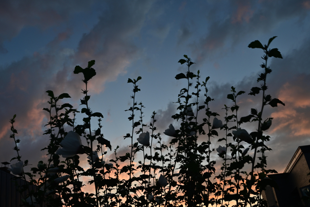 晩夏の夕べ