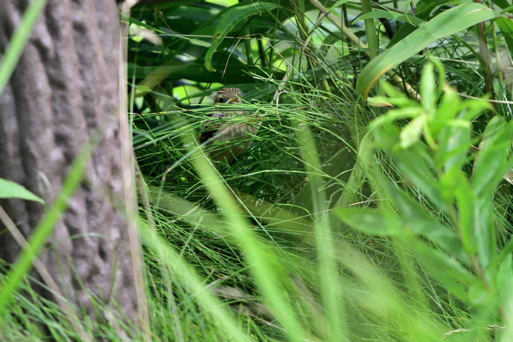 初めてのお使い