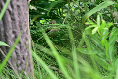 初めてのお使い