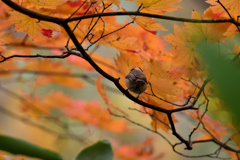 紅葉狩り