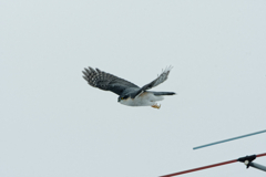 真冬のチェイサー