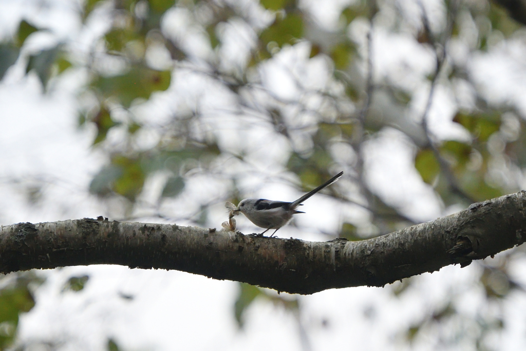 天使はおやつタイム