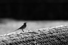 スタイリッシュ