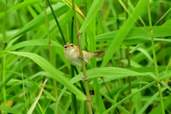 クギづけ