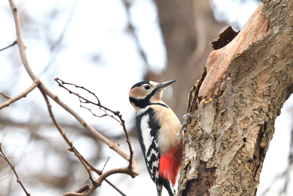午後のくつろぎ