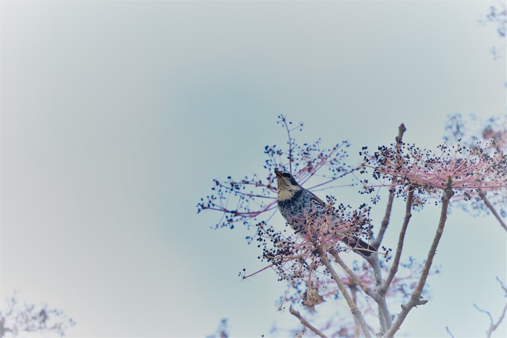 寒空を見つめて