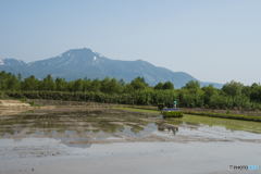 田植え